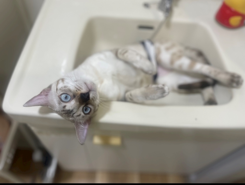 かわいい愛猫🐈💕