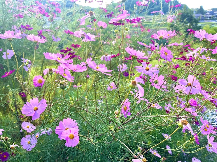 秋桜