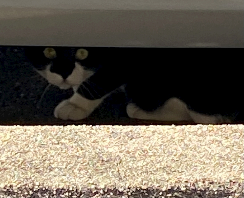 🐈&zwj;⬛🖤🤍