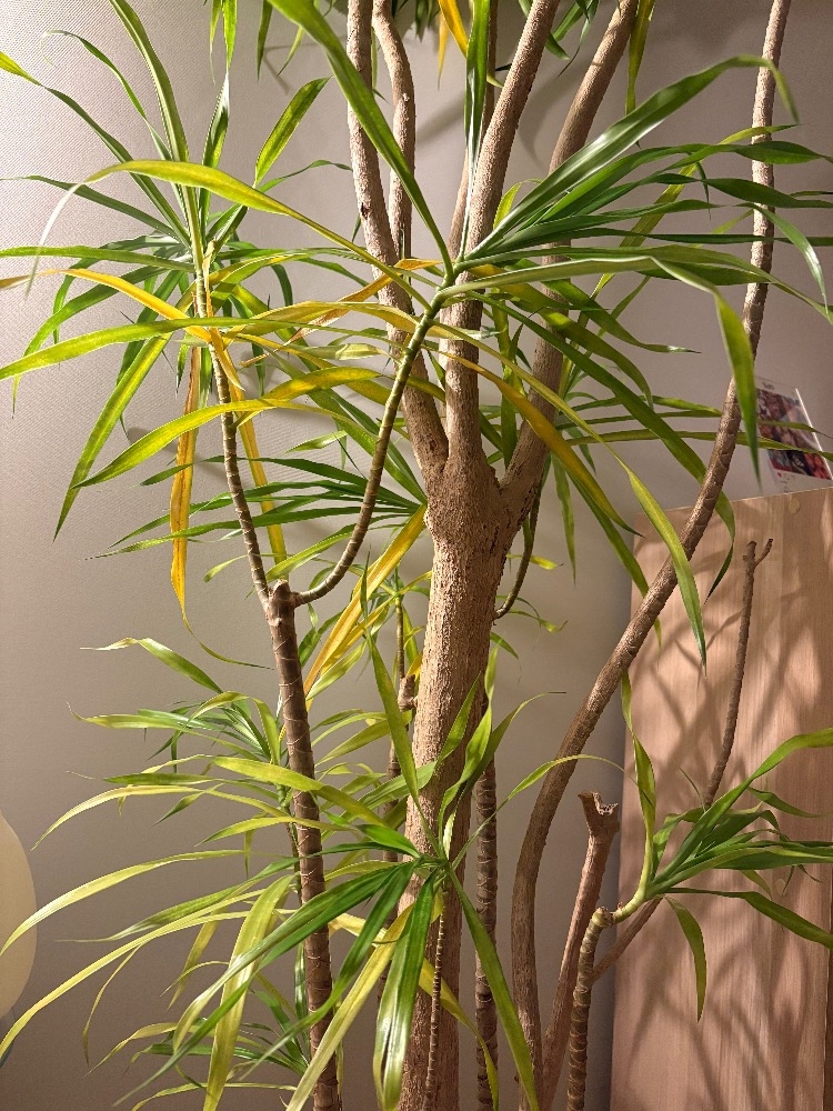 私が守ったるからな！🌿‬