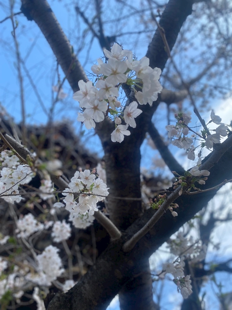 🌸🌸🌸