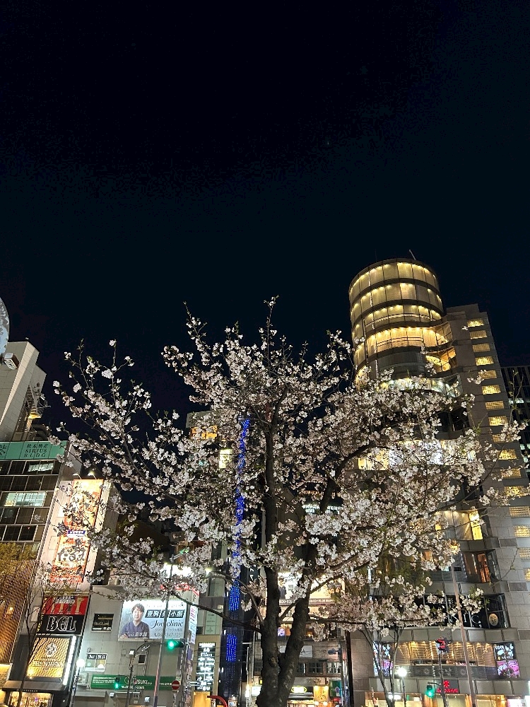 春ですね🌸
