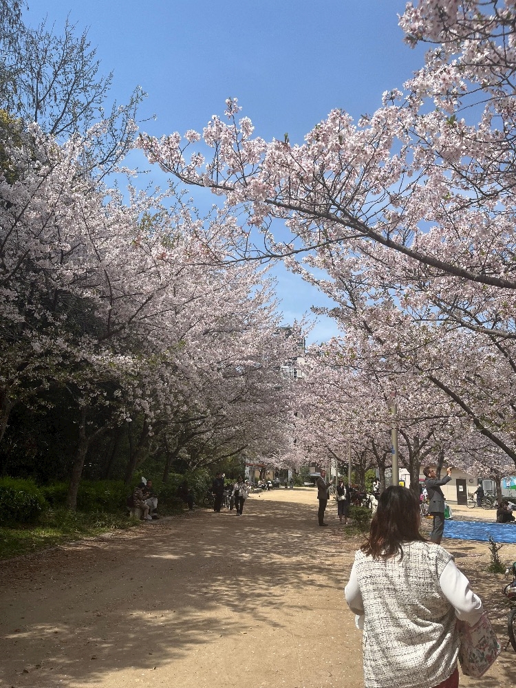 桜満開🌸