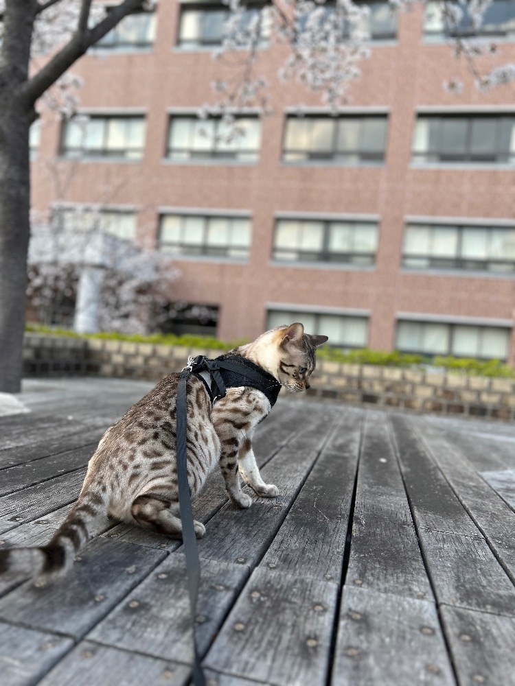 🐈🚶🩷