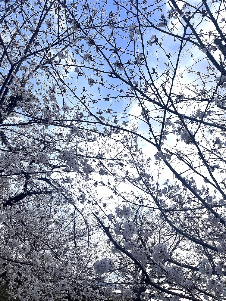🌸💖🌸
