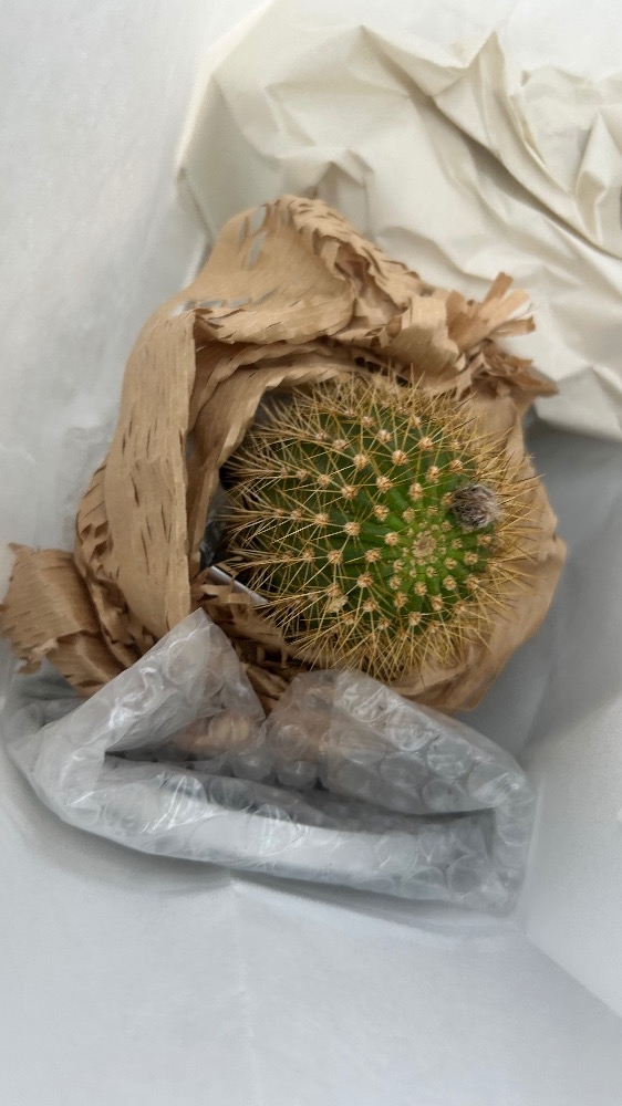 🌵🩵