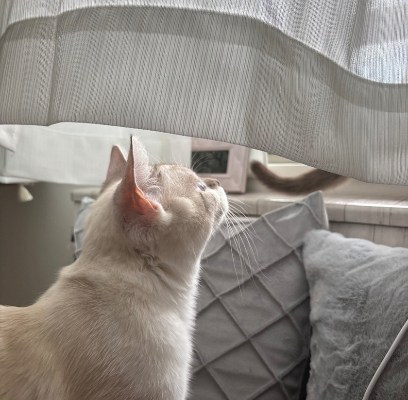 ^._.^ 🤍