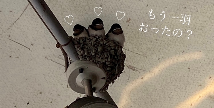 🐧🐦🪹❷