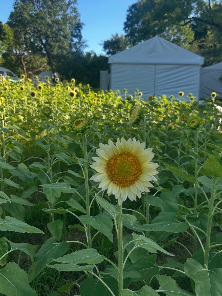 🌻🤍