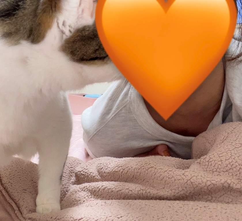 猫たーいむ🧡🧡🧡