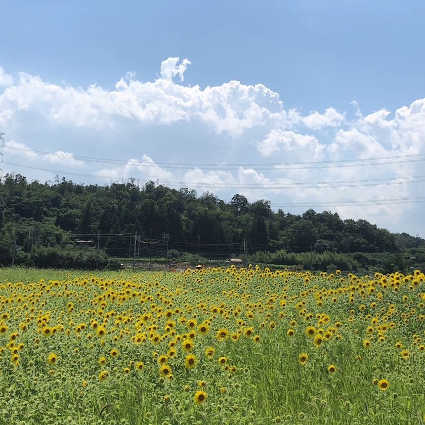 🌻☀️🌻🌈