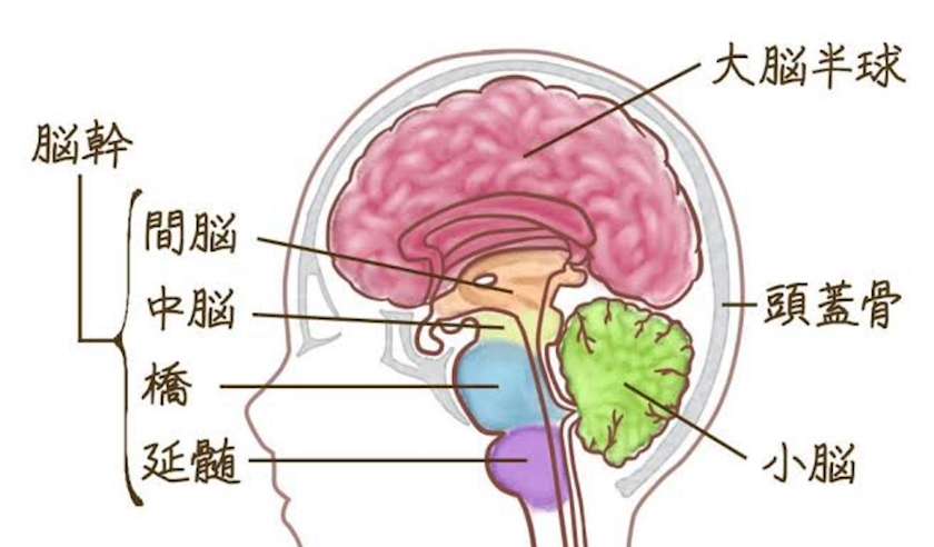 【豆知識シリーズ】🧠 脳にも&ldquo;休暇&rdquo;が必要って知ってました？