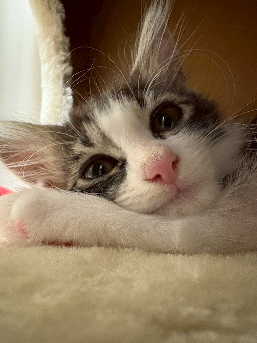 🐱🤍