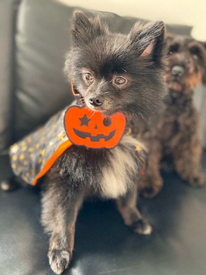 🎃͙
