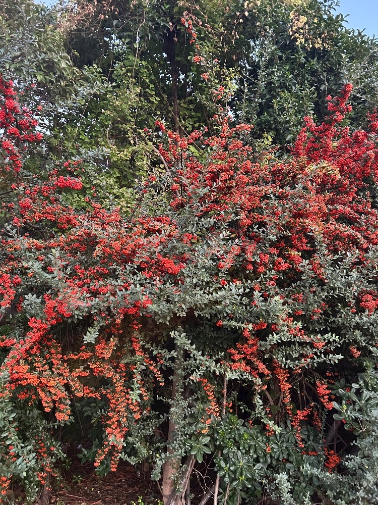 一度だけ本当の恋がありまして🍒