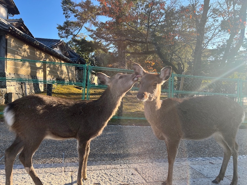 奈良ひとり観光🦌🍁