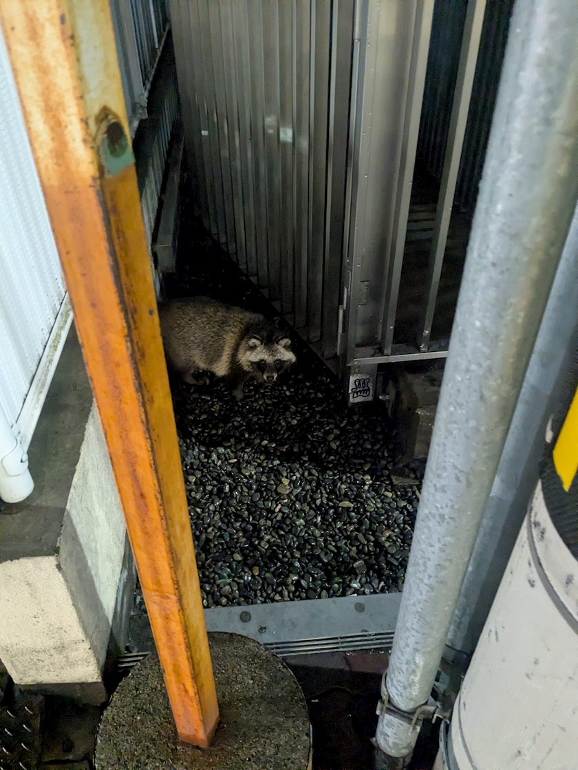 メリークリスマス🥳