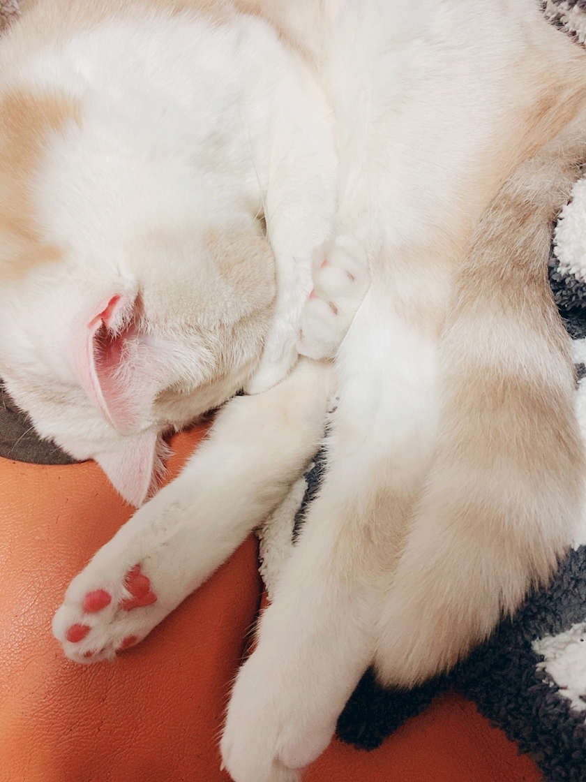 今日はまったり🌸