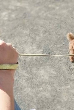 犬の散歩へ、、🐩