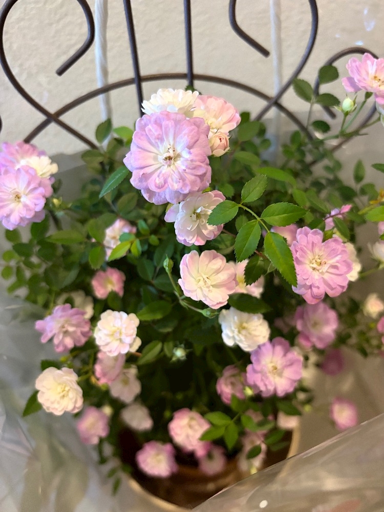 💐💖