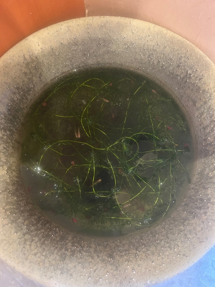 🐟🌱