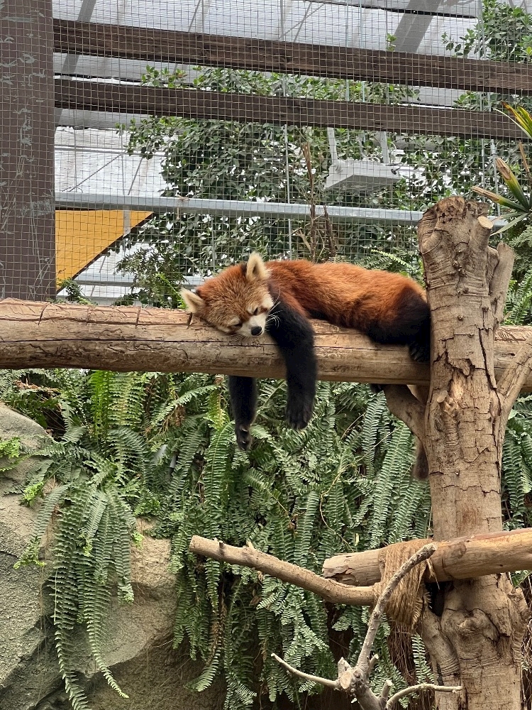 夏バテ🐼💧
