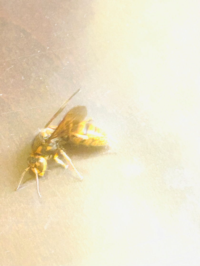 続、、、🐝