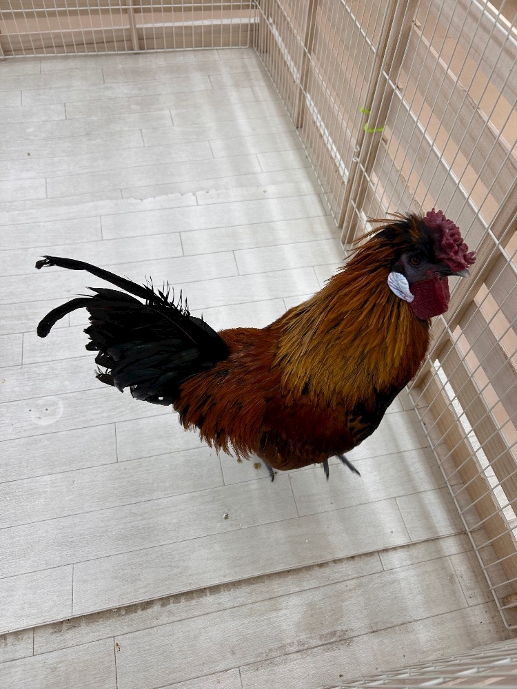 🐓🐓