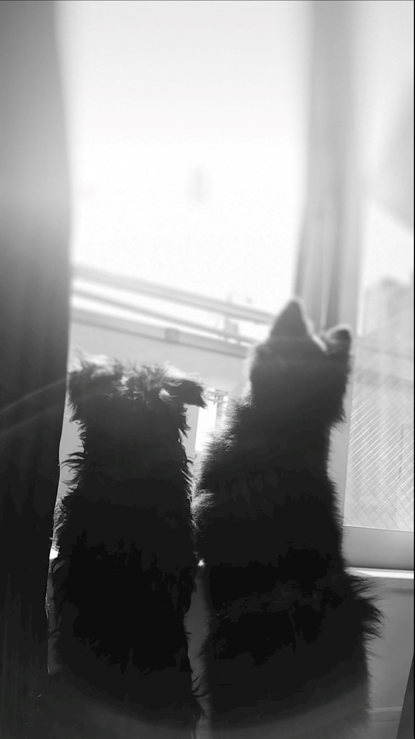 🐶🌻