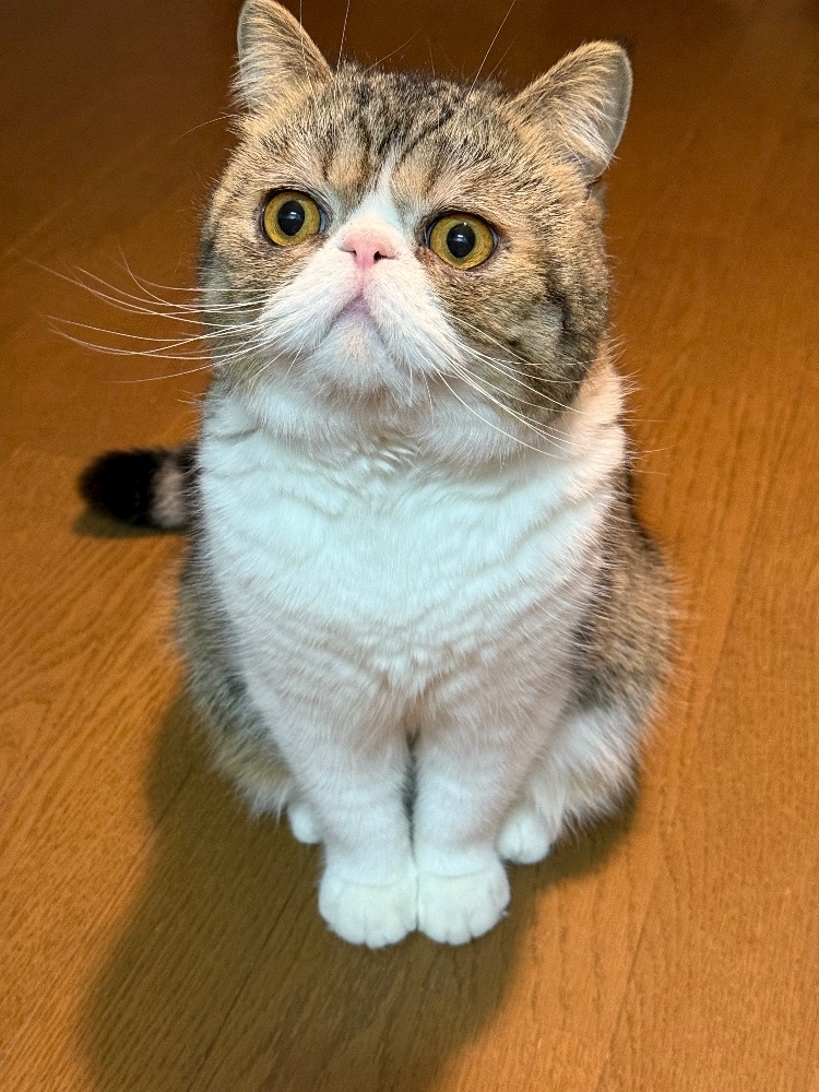 🐈🩵