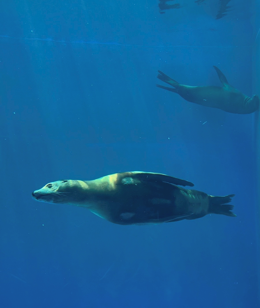 水族館で癒されました🐠🫧