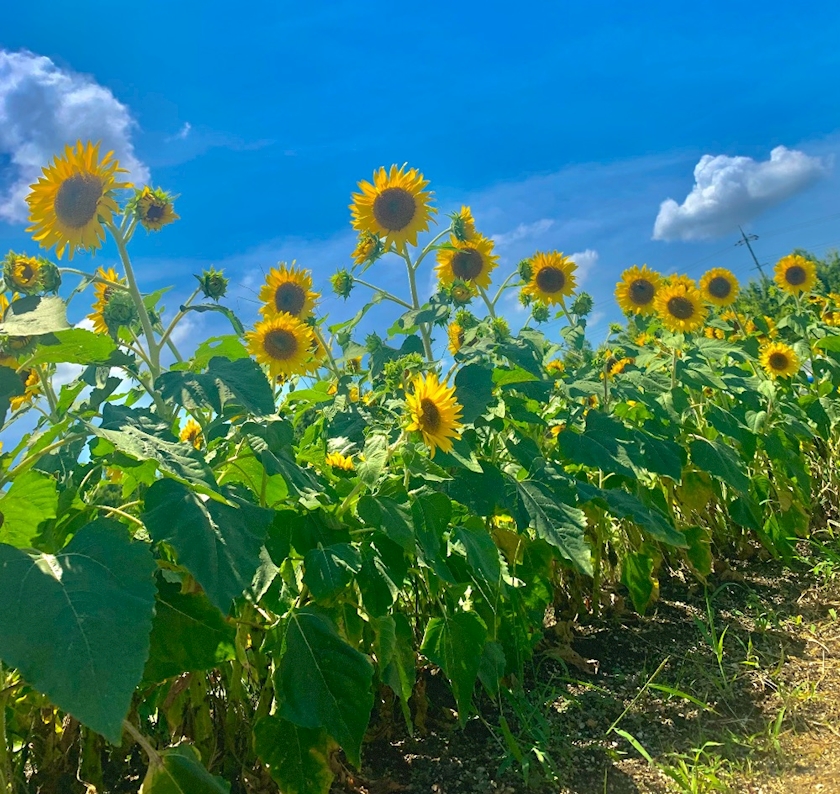 はじめまして🌻✨