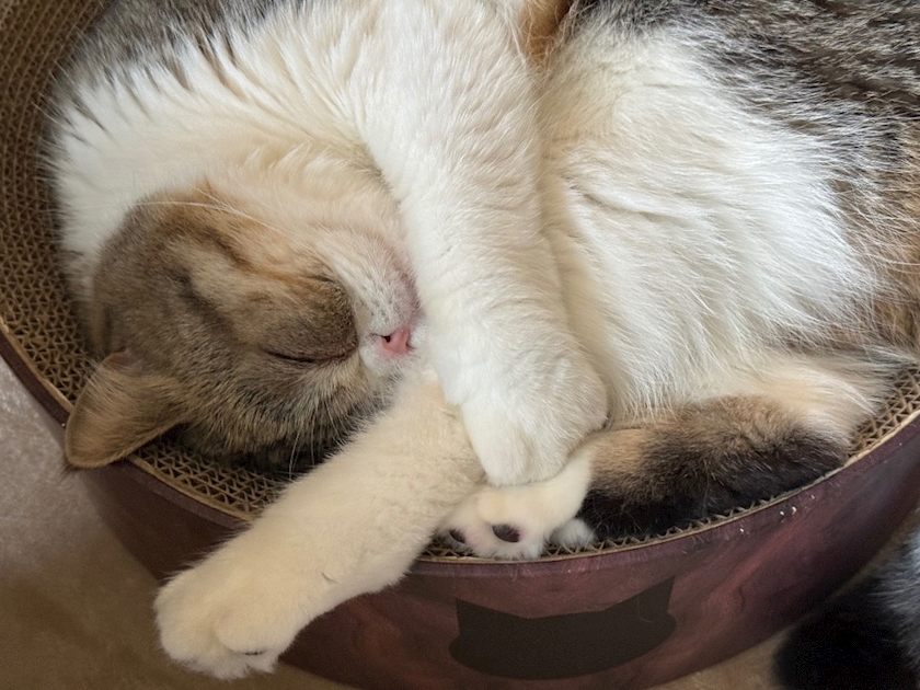 🐈💤