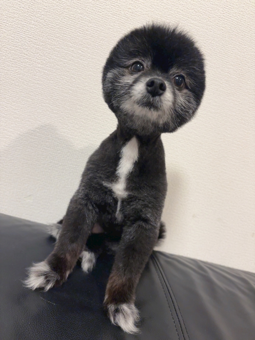 🐶⸒⸒♡