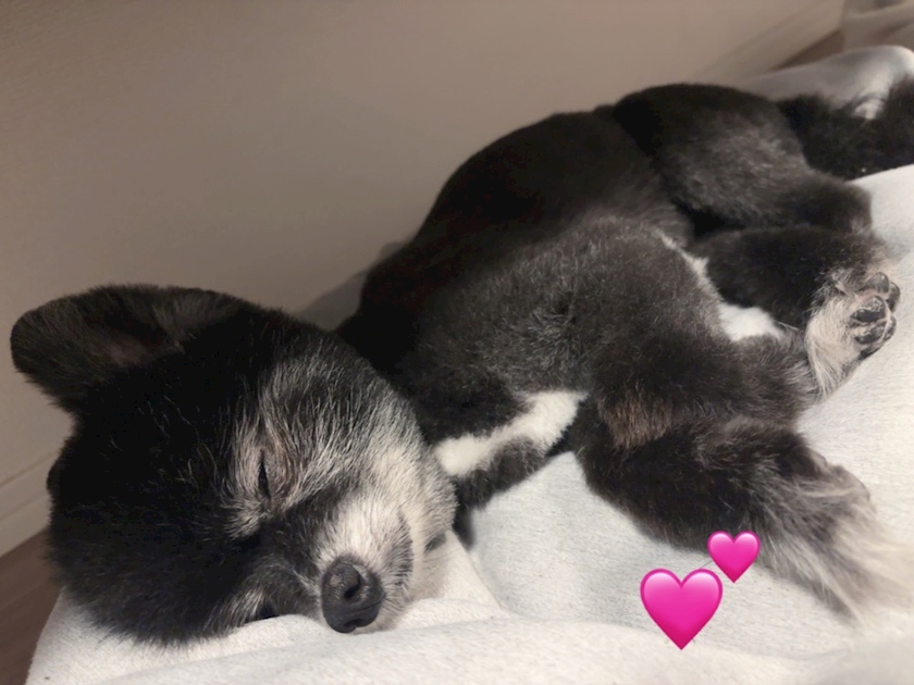 🐶⸒⸒♡