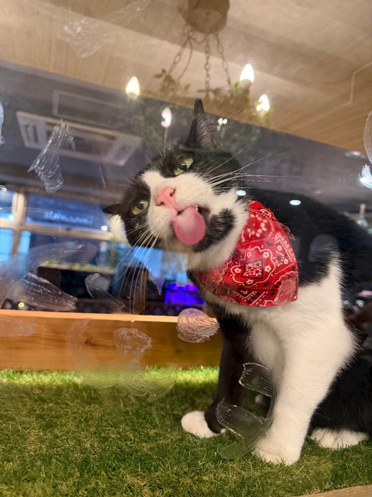 🐈